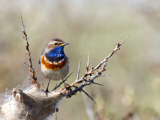 Blauwborst, White-spotted Bluethroat, Luscinia svecica