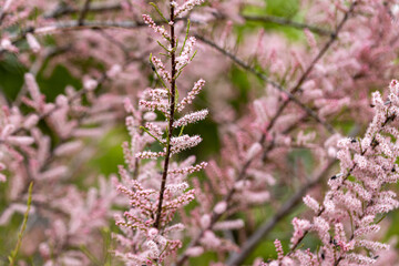 Pink flowers butterfly-bush buddleja. Detailed macro view.