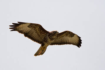 Buizerd, Common Buzzard, Buteo buteo