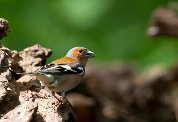 Vink, Common Chaffinch, Fringilla coelebs