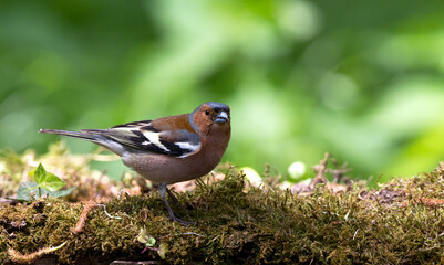 Vink, Common Chaffinch, Fringilla coelebs