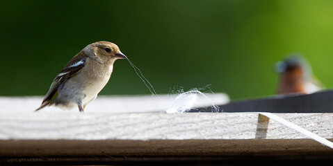 Vink, Common Chaffinch, Fringilla coelebs