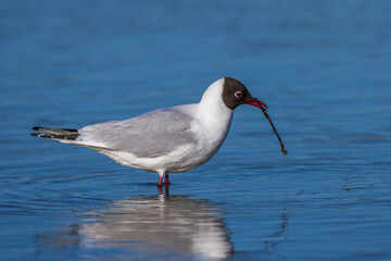Lachmöwe (Larus ridibundus) mit Nistmaterial