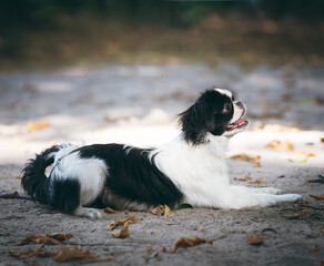 Japanese Chin, six months old puppy, outdoor lying on the ground.