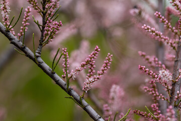 Pink flowers butterfly-bush buddleja. Detailed macro view.