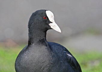 Eurasian Coot, Meerkoet, Fulica atra