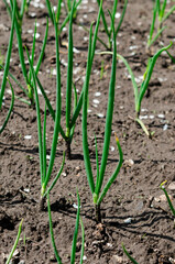 A young juicy green onion grows in the garden on an open-air bed. Ecofriendly