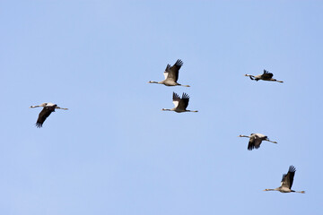 Kraanvogel, Common Crane, Grus grus