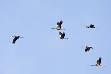 Fotobehang Kraanvogel, Common Crane, Grus grus © AGAMI