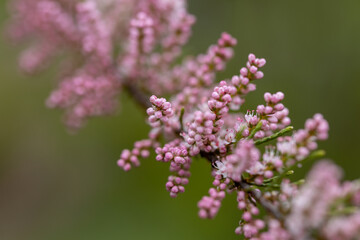 Pink flowers butterfly-bush buddleja. Detailed macro view.