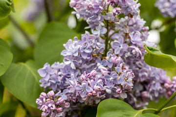 Fototapeta na wymiar Purple lilac flower. Detailed macro view.