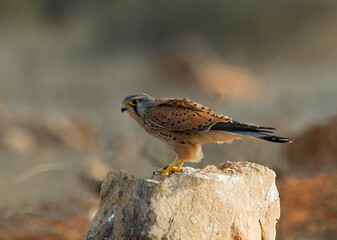 Common Kestrel, Torenvalk, Falco tinnunculus
