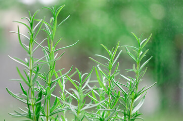 Fresh Rosemary Herb grow outdoor. Fragrant herbs
