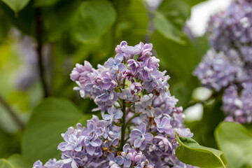 Obraz premium Purple lilac flower. Detailed macro view.