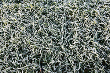 green winter field in autumn at sunrise