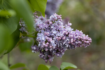 Purple lilac flower. Detailed macro view.