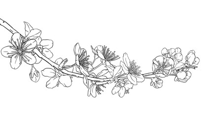 Hand drawn branch with cherry blossoms. Sakura flowers, leaves, petals. Spring design elements