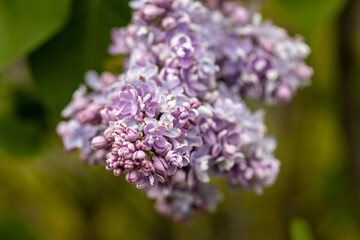 Purple lilac flower. Detailed macro view.