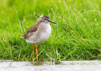 Tureluur, Common Redshank, Tringa totanus
