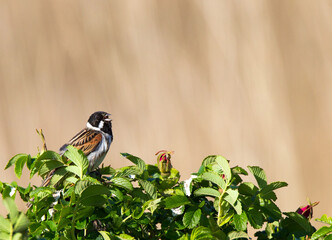 Rietgors; Common Reed Bunting; Emberiza schoeniclus