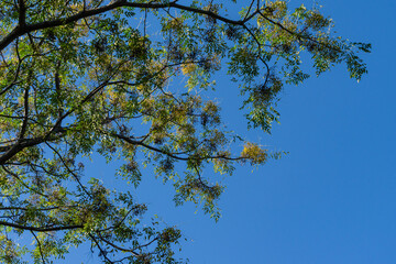 Melia azedarach or Chinaberry tree with small yellow fruits on branch. Beautiful tree of Pride of India, Persian or Indian lilac on blue sky background in Sochi city park. Place for text