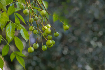 Close-up of green fruits Melia azedarach or Chinaberry tree on beautiful bokeh background.  Pride of India, Persian or Indian lilac on  in Sochi city park. Place for text