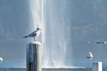 Un gabbiano posato sulla cima di un palo che fuoriesce dalle acque del lago di Lugano a Paradiso,...