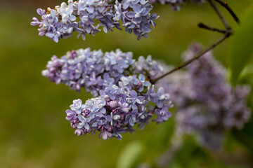 Purple lilac flower. Detailed macro view.