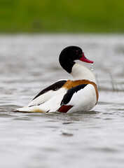 Bergeend; Common Shelduck; Tadorna tadorna