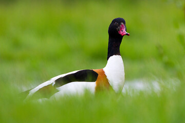 Bergeend; Common Shelduck; Tadorna tadorna