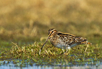 Watersnip, Common Snipe, Gallinago gallinago