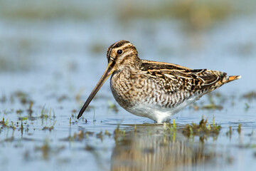 Watersnip, Common Snipe, Gallinago gallinago