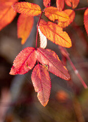 Autumn leaves in the sun. Nature, blurred background.