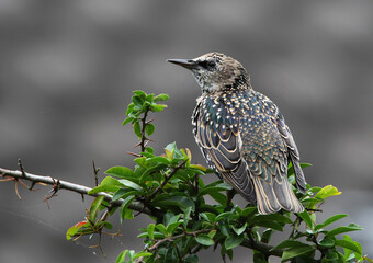 Common Starling, Spreeuw, Sturnus vulgaris