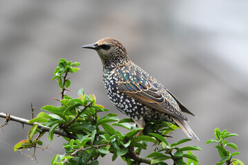 Common Starling, Spreeuw, Sturnus vulgaris