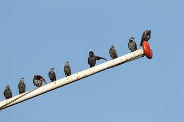 Spreeuw, Common Starling, Sturnus vulgaris