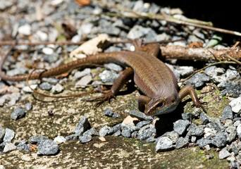Common Sun Skink, Eutropis multifasciata