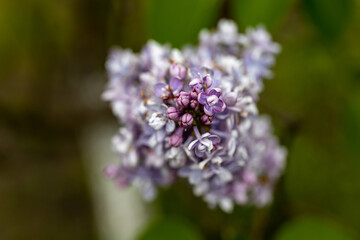Obraz premium Purple lilac flower. Detailed macro view.