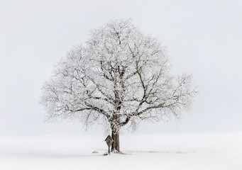 Fototapeta na wymiar Baum im Winter mit Rauhreif und Holzkreuz (3)