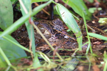 crocodille