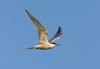 Visdief, Common Tern, Sterna hirundo