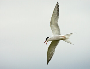 Visdief, Common Tern, Sterna hirundo