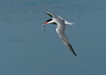 Fototapeta na wymiar Visdief, Common Tern, Sterna hirundo