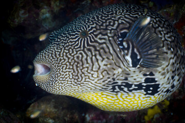 Face of Map pufferfish (Mergui archipelago, Myanmar) © Mayumi.K.Photography