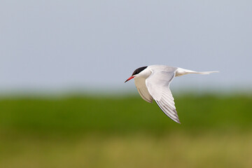 Visdief, Common Tern, Sterna hirundo