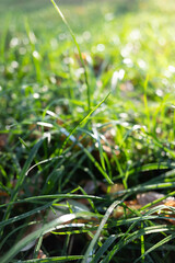 Autumn green grass with drops in focus.