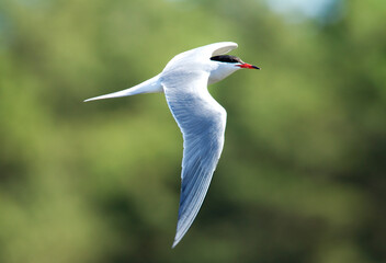 Visdief, Common Tern, Sterna hirundo