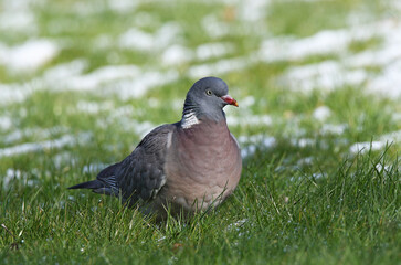 Common Wood Pigeon, Houtduif, Columba palumbus