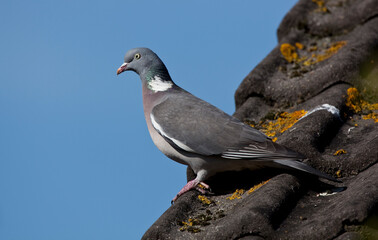 Houtduif; Common Wood Pigeon; Columba palumbus