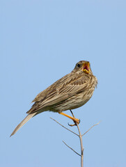 Grauwe Gors, Corn Bunting, Emberiza calandra